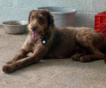 German Shorthaired Pointer Dogs Available for Adoption in Trenton, New Jersey - Aurora  | PetCurious
