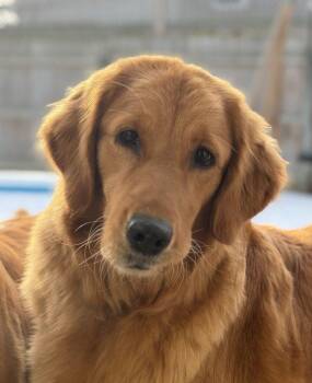 Golden Retriever Dogs Available for Adoption - Betsy | PetCurious