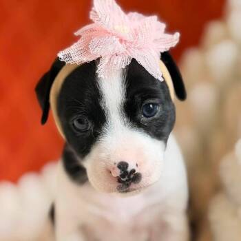 Lady -  Jack Russell Terrier Dog for Adoption in Allen, Texas - Lady | PetCurious