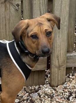 Pat -  Hound Dog for Adoption in Ellicott City, Maryland - Pat | PetCurious