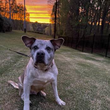 Bluebell -  Labrador Retriever Dog for Adoption in Austell, Georgia - Bluebell | PetCurious