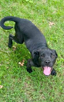 Scout Rey -  Labrador Retriever Dog for Adoption in Boston, Massachusetts - Scout Rey | PetCurious