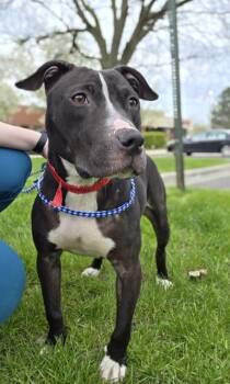 Bull Terrier and American Staffordshire Terrier Dogs Available for Adoption in Westland, Michigan - Eden | PetCurious