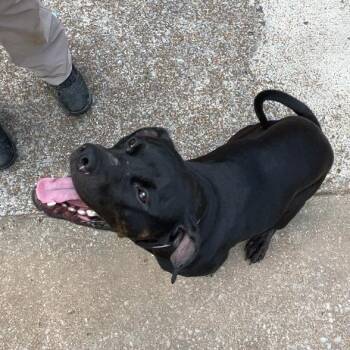 Mixed Breed Dogs Available for Adoption in Chattanooga, Tennessee - Lilo | PetCurious