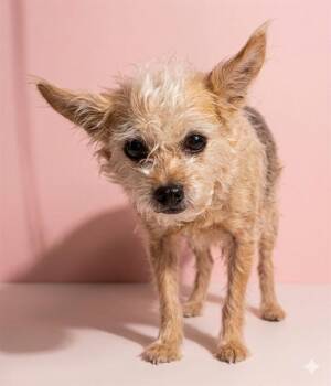 Mixed Breed Dogs Available for Adoption in Jacksonville, Florida - PETUNIA | PetCurious