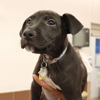 Fresno -  Mixed Breed Dog for Adoption in Port Washington, New York - Fresno | PetCurious