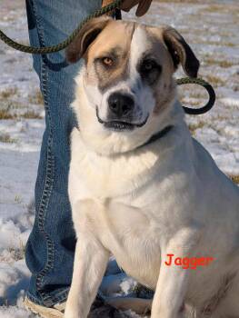 Mixed Breed Dogs Available for Adoption - Jagger | PetCurious