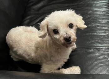 Benji -  Maltipoo Dog for Adoption in Holly Springs, Georgia - Benji | PetCurious