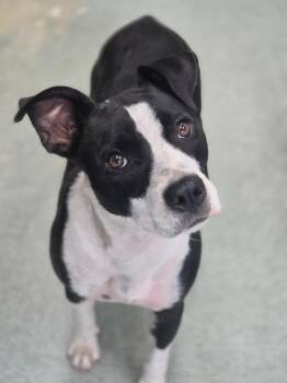 Trudy -  Mixed Breed Dog for Adoption in Danielsville, Georgia - Trudy | PetCurious
