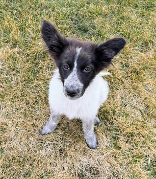 Collie Dogs Available for Adoption - Amirah | PetCurious