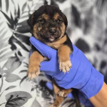 Dennis -  Shepherd Dog for Adoption in Wahiawa, Hawaii - Dennis | PetCurious