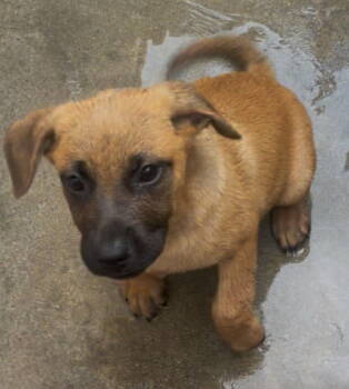 Rescue German Shepherd Dog and Boxer Dogs for Adoption in Rancho Cucamonga, California - Peter | PetCurious