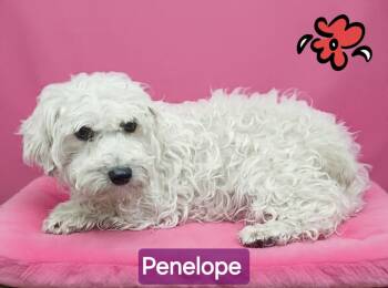 Penelope -  Yorkie Poo Dog for Adoption in Wheelersburg, Ohio - Penelope | PetCurious