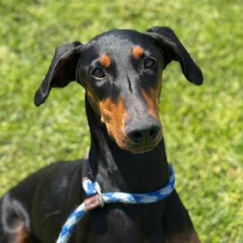 Nyx -  Doberman Pinscher Dog for Adoption in Goleta, California - Nyx | PetCurious