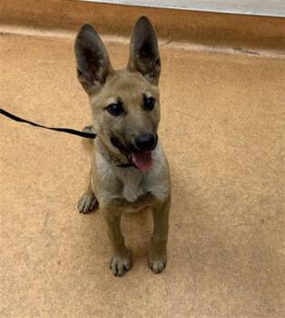 German Shepherd Dog Dogs Available for Adoption in Martinez, California - SANDY | PetCurious