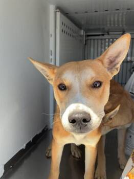 Terrier Dogs Available for Adoption in Stockton, California - FRY | PetCurious