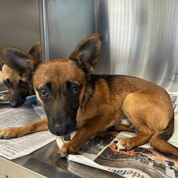 Chihuahua and Mixed Breed Dogs Available for Adoption in Knoxville, Tennessee - Leonardo | PetCurious