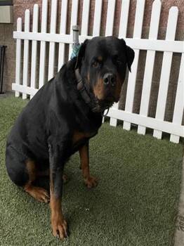 INGO -  Rottweiler Dog for Adoption in Modesto, California - INGO | PetCurious