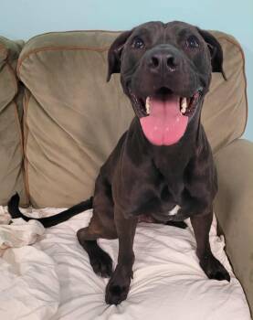 Rescue Labrador Retriever Dogs for Adoption in Meriden, Connecticut - Freddy! Outgoing Boy! | PetCurious