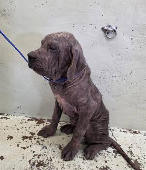 A2080378 -  Mastiff Dog for Adoption in Houston, Texas - A2080378 | PetCurious