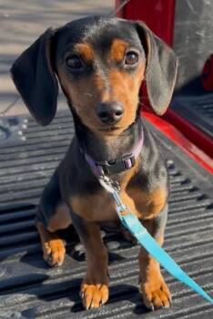Dachshund and Miniature Pinscher Dogs Available for Adoption - 1028 Vienna | PetCurious