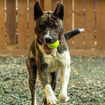 Mixed Breed Dogs Available for Adoption in Decatur, Georgia - Atlas | PetCurious