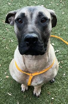 Rescue Mastiff Dogs for Adoption in Raleigh, North Carolina - Porcelain | PetCurious