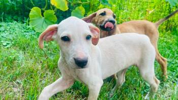 Puptini -  Treeing Walker Coonhound and Mixed Breed Dog for Adoption in Clinton, Wisconsin - Puptini | PetCurious