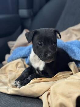 Pit Bull Terrier Dogs Available for Adoption in Riverside, California - GRETA | PetCurious