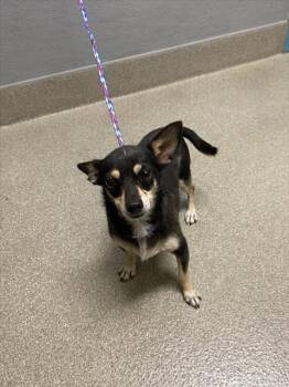 BABY -  Chihuahua Dog for Adoption in Las Vegas, Nevada - BABY | PetCurious