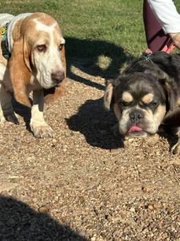 Bowser French -  French Bulldog and Mixed Breed Dog for Adoption in Saugus, Massachusetts - Bowser French | PetCurious
