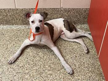 Pit Bull Terrier and Australian Cattle Dog Blue Heeler Dogs Available for Adoption in Colorado Springs, Colorado - BLESSIN | PetCurious