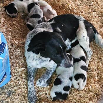 Rolly -  Hound Dog for Adoption in Mount Vernon, Arkansas - Rolly | PetCurious