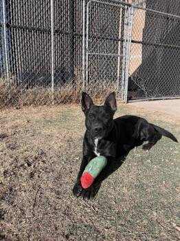 Mixed Breed Dogs Available for Adoption - Maestro | PetCurious