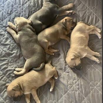 The M&M Family - Marley -  Labrador Retriever and Mixed Breed Dog Available for Adoption in Fairfax, Virginia - The M&M Family - Marley | PetCurious