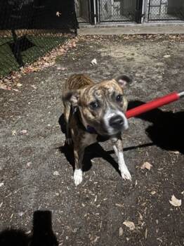 Rescue Mixed Breed Dogs for Adoption in West Chester, Pennsylvania - Giblet | PetCurious