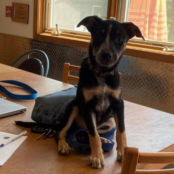 Jazzy -  Dachshund and Terrier Dog for Adoption in South Elgin, Illinois - Jazzy | PetCurious