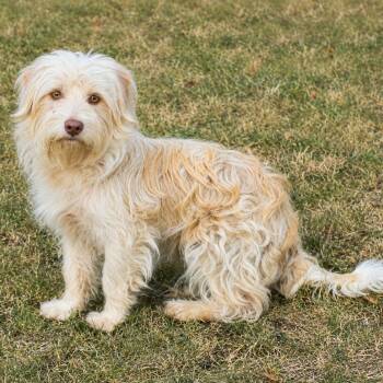 Benson -  Wheaten Terrier and Mixed Breed Dog for Adoption in Pelham, New Hampshire - Benson | PetCurious