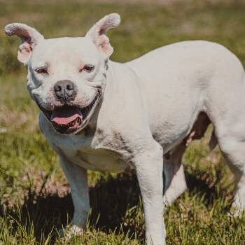 Ginger -  Pit Bull Terrier Dog for Adoption in Krum, Texas - Ginger | PetCurious