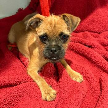 IVHS-Stray-142826 -  Brussels Griffon Dog for Adoption in San Gabriel, California - IVHS-Stray-142826 | PetCurious