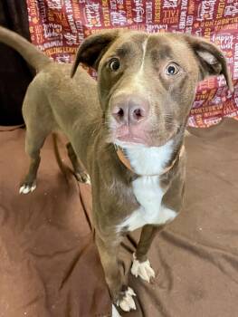 Rescue Mixed Breed Dogs for Adoption in Lacon, Illinois - Ollie | PetCurious
