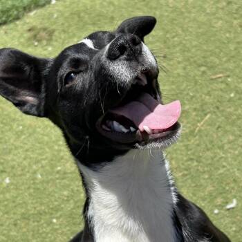 Theiss - Butler Campus -  Mixed Breed Dog for Adoption in Flagstaff, Arizona - Theiss - Butler Campus | PetCurious