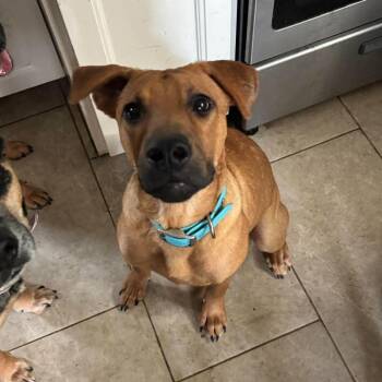 Simon -  Hound Dog for Adoption in Yonkers, New York - Simon | PetCurious