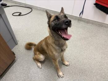 ASTRID -  Belgian Shepherd Malinois and Siberian Husky Dog for Adoption in Loveland, Colorado - ASTRID | PetCurious