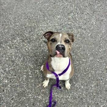 Maroln -  American Bully Dog for Adoption in Bolton, Ontario - Maroln | PetCurious