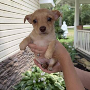 Hope -  Chihuahua and Terrier Dog for Adoption in Alabaster, Alabama - Hope | PetCurious