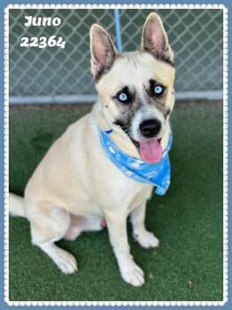 JUNO -  Siberian Husky Dog for Adoption in Marietta, Georgia - JUNO | PetCurious