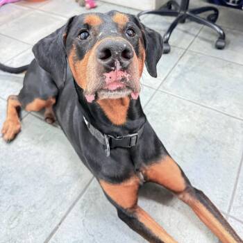 Roscoe 3627 -  Doberman Pinscher Dog for Adoption in Oakland Park, Florida - Roscoe 3627 | PetCurious