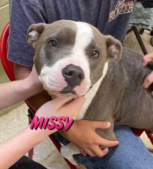 Missy -  Terrier Dog for Adoption in Muncie, Indiana - Missy | PetCurious