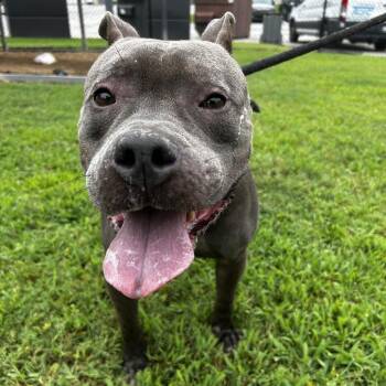 Panini -  Mixed Breed Dog for Adoption in Greenville, South Carolina - Panini | PetCurious